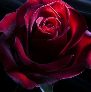 Meet your Posher, Chacalosa